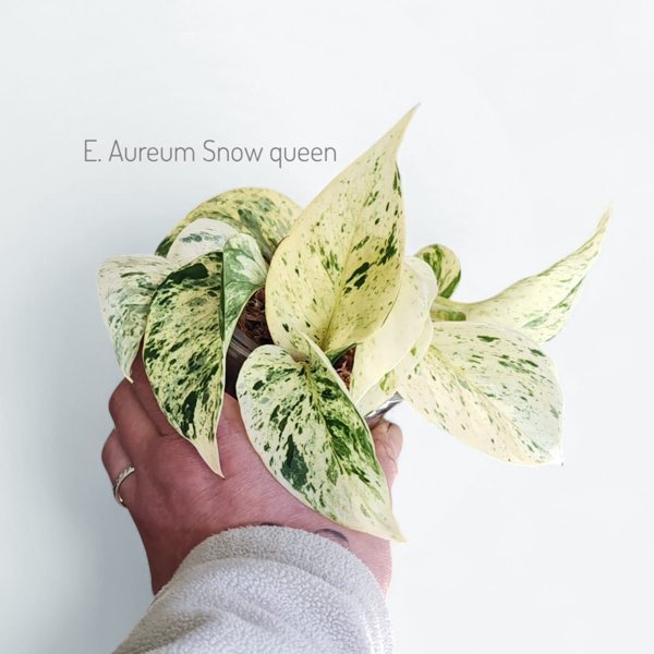 Product image of  Epipremnum aureum Snow queen (pistokas)