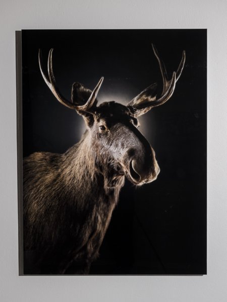 Product image of Alces Kruunupää, hirvi, 100 x 75 cm, editio 1/5