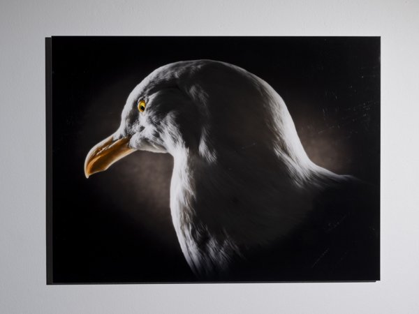 Product image of Larus Koppaloue, harmaalokki, 60 x 80 cm, editio 1/5