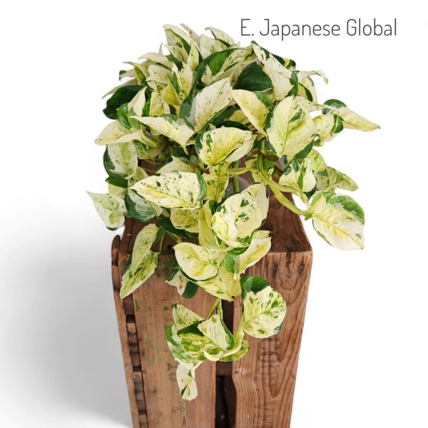 Product image of  Epipremnum aureum Japanese Global (pistokas)