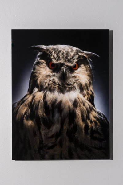 Product image of Bubo Hyypiö, 60 x 45 cm, editio 1/5