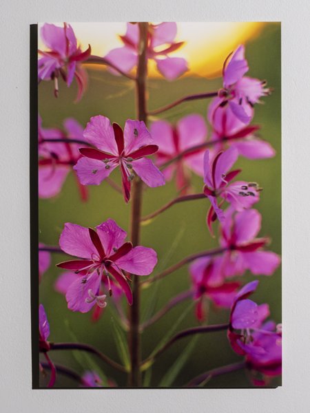 Product image of Maitohorsma, 60 x 40 cm, valokuvataulu, editio 1/25