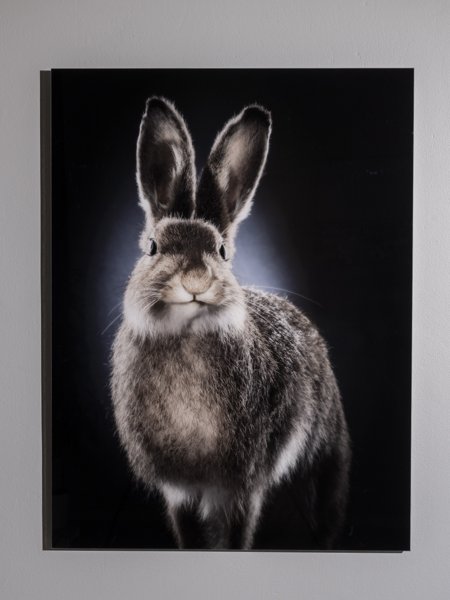 Product image of Lepus Valkko, metsäjänis, 100 x 75 cm, editio 1/5