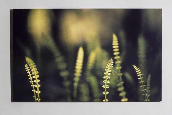 Product image of Metsäkortteet, 50 x 80 cm, valokuvataulu, editio 1/25