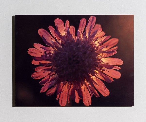 Product image of Ruusuruoho, 40 x 52 cm, valokuvataulu, editio 1/25