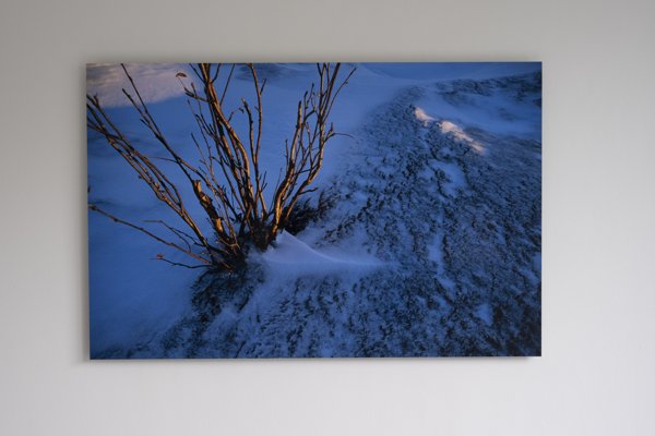 Product image of Pihlaja, 90 x 58 cm, valokuva alumiinille, editio 1/5