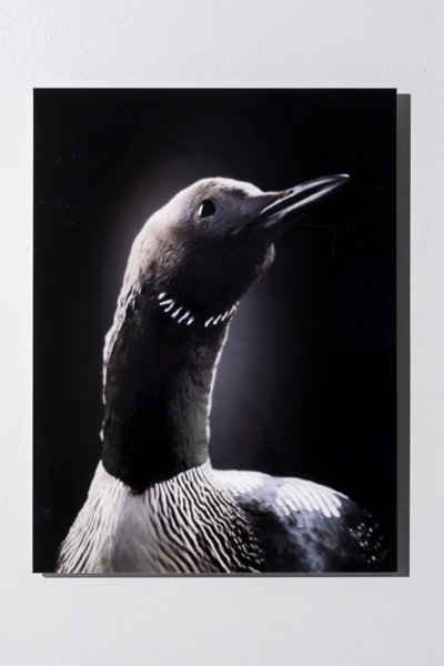 Product image of Gavia Tohtaja, kuikka, 60 x 45 cm, editio 1/5