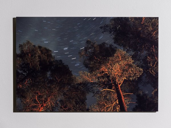 Product image of Öisessä metsässä, 40 x 60 cm, valokuvataulu, editio 1/25