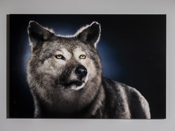 Product image of Canis Loikkohäntä, susi, 80 x 120 cm, editio 1/5