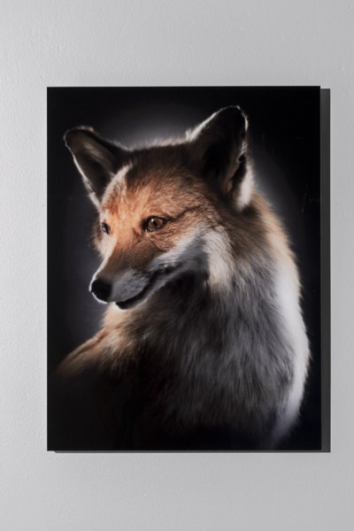 Product image of Vulpes Käärikkinen, kettu, 60 x 45 cm, editio 1/5