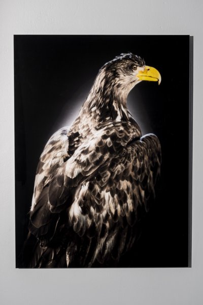 Product image of Haliaeetus Kokkolintu, merikotka, 100 x 75 cm, editio 1/5