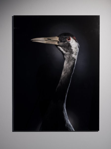 Product image of Grus Kurkeloinen, kurki, 100 x 75 cm, editio 1/5