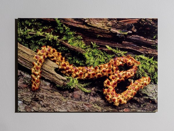 Product image of Koivunnorkko, 40 x 60 cm, valokuvataulu, editio 1/25