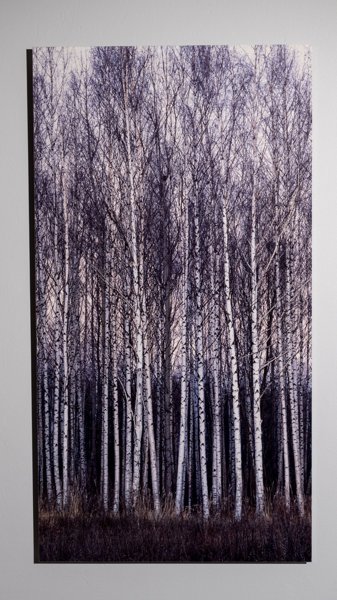 Product image of Koivikko, 120 x 64 cm, valokuva alumiinille, editio 1/5