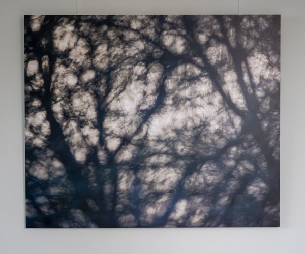 Product image of Metsinen -valokuvataulu, 100 x 120 cm, editio 1/5