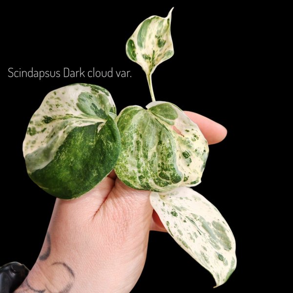 Product image of  Scindapsus Dark Cloud Variegata (pistokas)