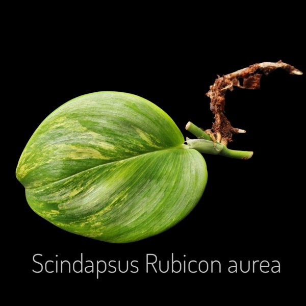 Product image of  Scindapsus Rubicon Aurea (pistokas)
