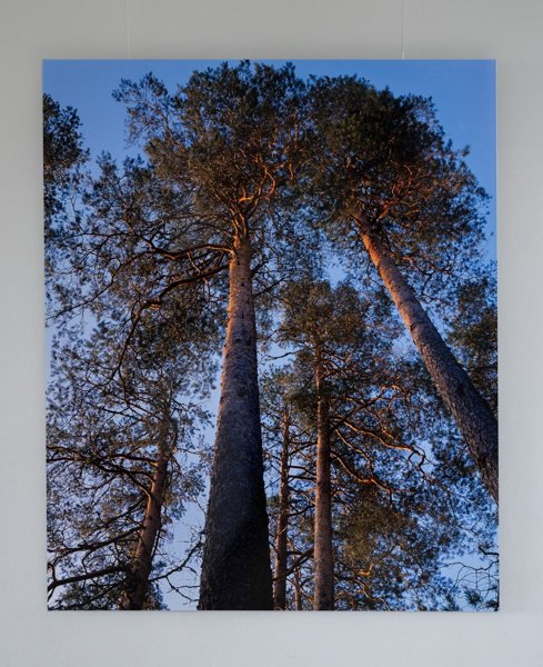 Product image of Petäjät, 100 x 120 cm, valokuva alumiinille, 1/5