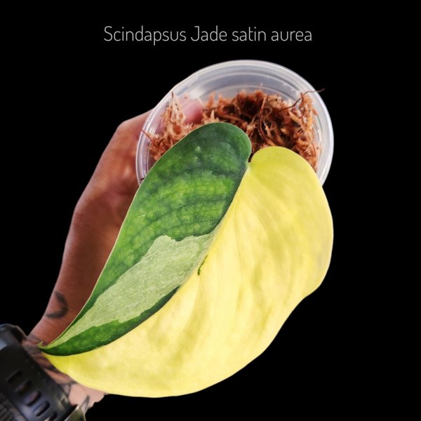Product image of  Scindapsus Jade Satin Aurea (pistokas)