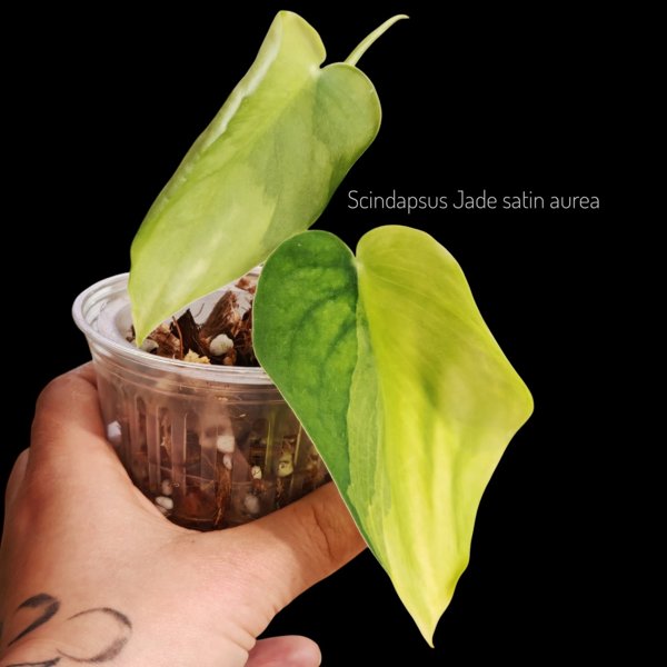 Product image of  Scindapsus Jade Satin Aurea (pistokas)