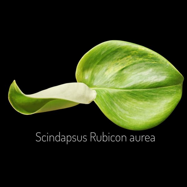 Product image of  Scindapsus Rubicon Aurea (pistokas)