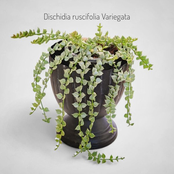 Product image of  Dischidia ruscifolia Variegata (pistokas)