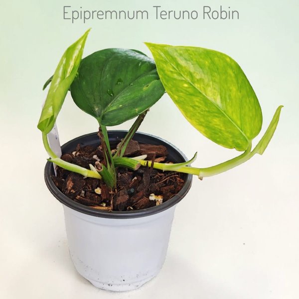Product image of  Epipremnum Teruno Robin