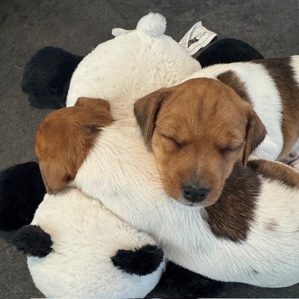 Product image of  Puppy Relax, Su 31.5. klo 11.30-12.30