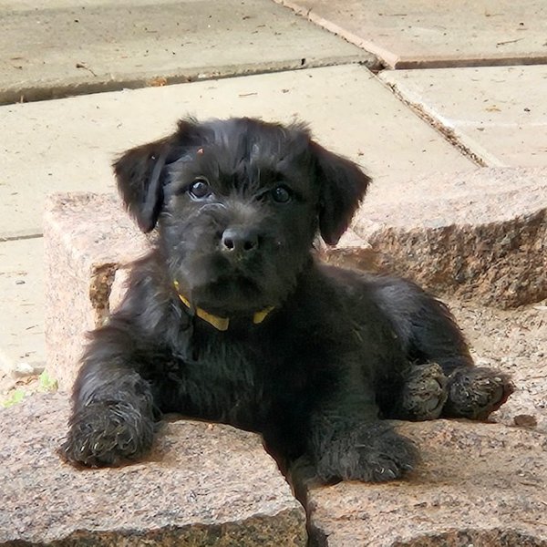 Product image of  Puppy Relax, La 23.5. klo 15.30-16.30