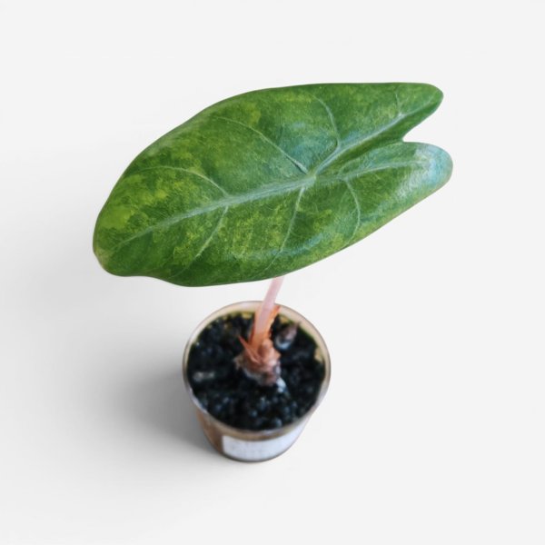 Product image of  Alocasia Pink Dragon aurea