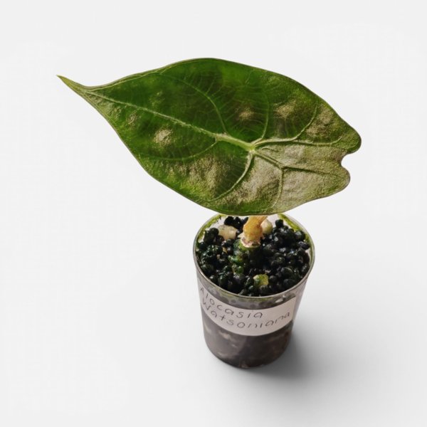 Product image of  Alocasia Watsoniana