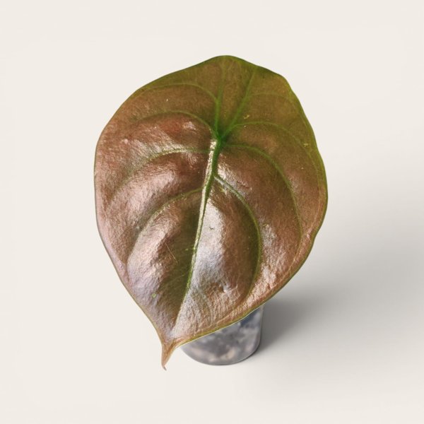 Product image of  Alocasia Red Secret