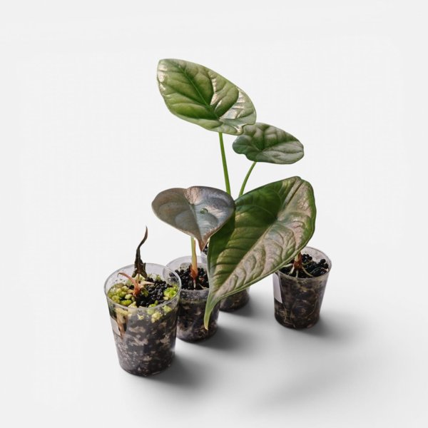 Product image of  Alocasia setti