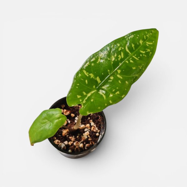 Product image of  Alocasia Shattered Glass