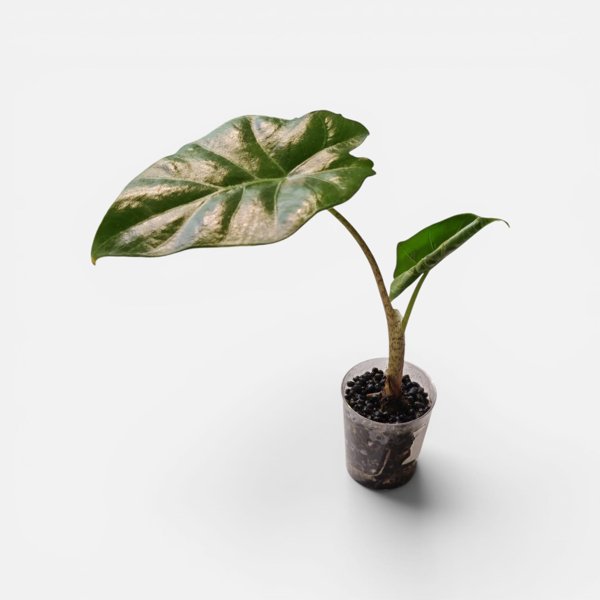 Product image of  Alocasia Portodora