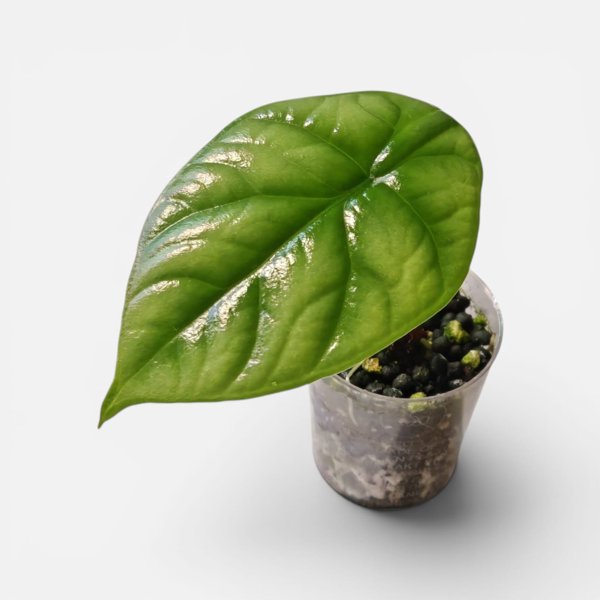 Product image of  Alocasia Sinuata