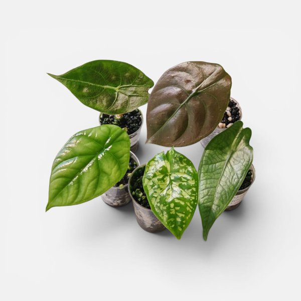 Product image of  Alocasia setti