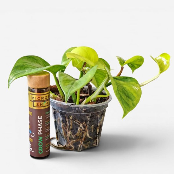 Product image of  Microbe Shot™ GROW - Turboahdettua kasvuvoimaa