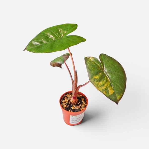 Product image of  Alocasia Yucatan Princess Aurea