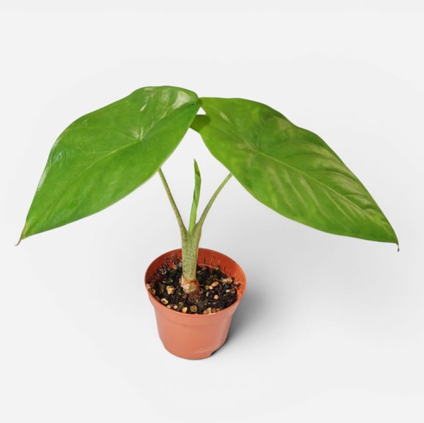 Product image of  Alocasia Fornicata
