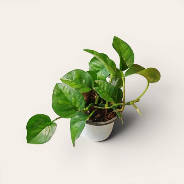 Product image of  Epipremnum aureum Global Green