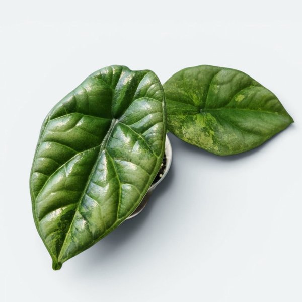 Product image of  Alocasia Dragon Scale albo