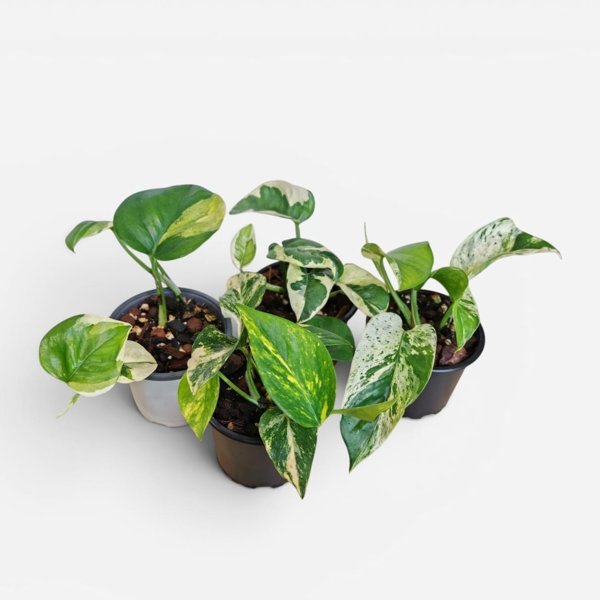 Product image of  Epipremnum- lajitelma