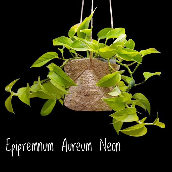 Product image of  Epipremnum aureum Neon (pistokas)
