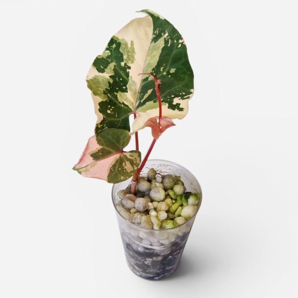 Product image of  Fallobia Multiflora variegata