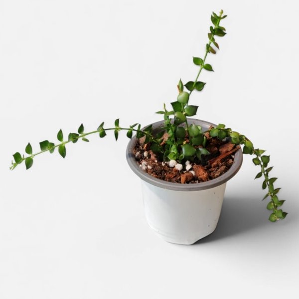 Product image of  Dischidia ruscifolia "Miljoona sydäntä"