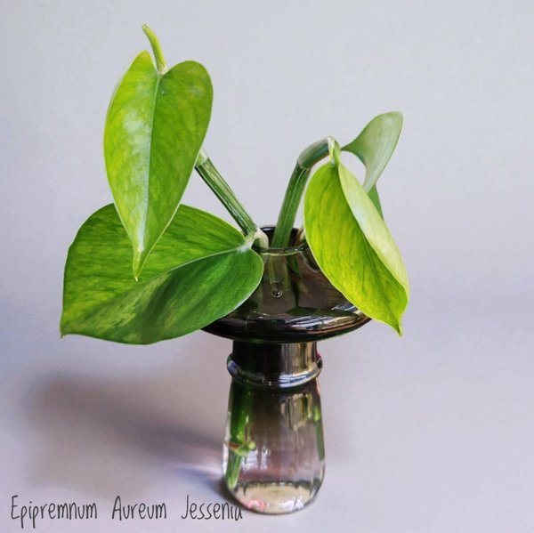Product image of  Epipremnum aureum Jessenia (pistokas)