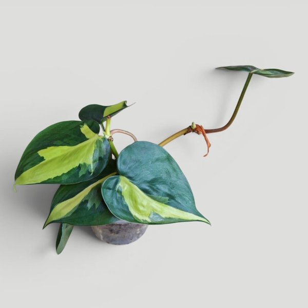 Product image of  Philodendron Brasil