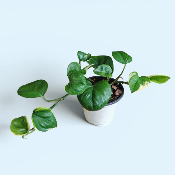 Product image of  Epipremnum Poonsin