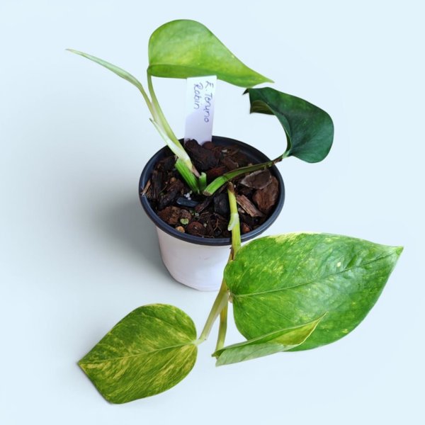 Product image of  Epipremnum Teruno Robin